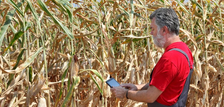 Agricultor examina campo de milho com tablet nas mãos Agricultor examina campo de milho com tablet nas mãos