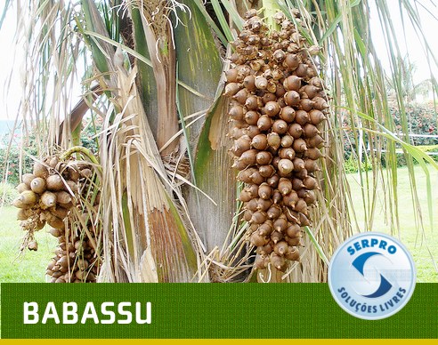 Babassu é um acrônimo de Broadcast Based System Support Babassu é um acrônimo de Broadcast Based System Support