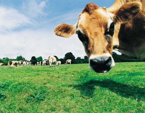 Aplicativo que permite entrega de declarações de propriedade rural é o PGD ITR Aplicativo que permite entrega de declarações de propriedade rural é o PGD ITR